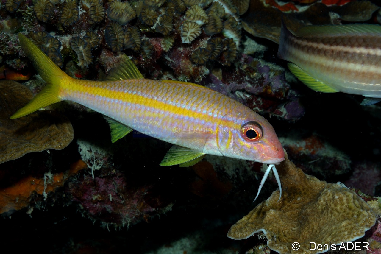 Mulloidichthys martinicus Rouget a ligne jaune-Bonaire Buddy Reef-16m-20180218nuit-Denis-ADER-DSC_6407_tn.jpg